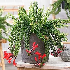 Curly lipstick plant for sale  Delivered anywhere in USA 