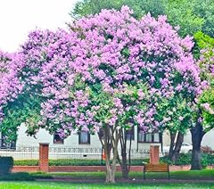 Pack muskogee crape for sale  Delivered anywhere in USA 