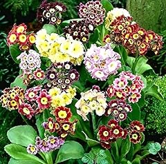 130 seeds primrose for sale  Delivered anywhere in Ireland