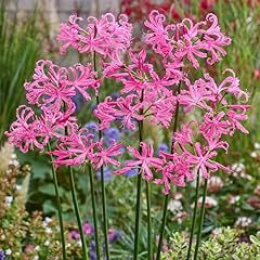 Nerine bowdenii guernsey for sale  Delivered anywhere in UK