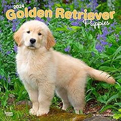 Golden retriever puppies for sale  Delivered anywhere in USA 