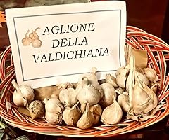 100 semi aglione usato  Spedito ovunque in Italia 