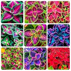 150 coleus rainbow for sale  Delivered anywhere in USA 