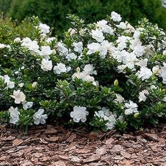 Gardenia jasminoides crown for sale  Delivered anywhere in Ireland