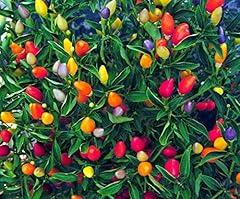 Cemeha seeds seeds for sale  Delivered anywhere in USA 