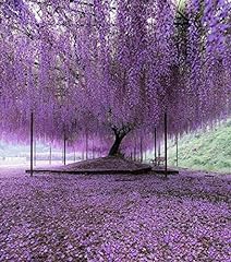 Purple chinese wisteria for sale  Delivered anywhere in USA 