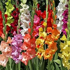Mixed gladiolus flower for sale  Delivered anywhere in USA 