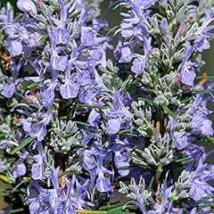 Rosmarinus whitewater silver for sale  Delivered anywhere in UK