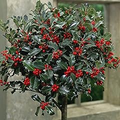 Standard festive holly for sale  Delivered anywhere in UK