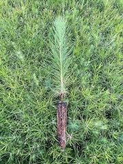 Loblolly pine tree for sale  Delivered anywhere in USA 