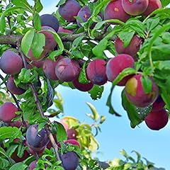 Van zyverden plum for sale  Delivered anywhere in USA 