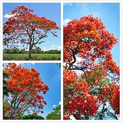 Royal poinciana tree for sale  Delivered anywhere in USA 