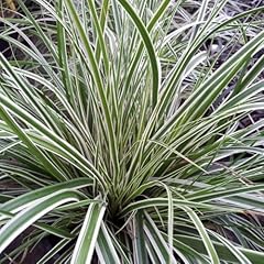Carex evercolor everest for sale  Delivered anywhere in USA 