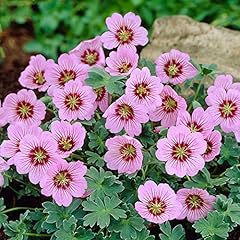 Geranium rothbury gem for sale  Delivered anywhere in UK