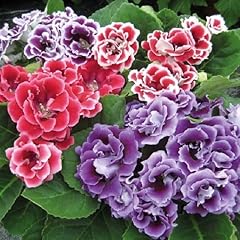 Mixed gloxinia flower for sale  Delivered anywhere in USA 