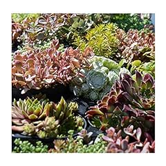 Sempervivum mixed pack for sale  Delivered anywhere in UK
