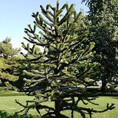 Pianta araucaria semi usato  Spedito ovunque in Italia 