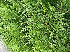Direct plants thuja for sale  Delivered anywhere in UK
