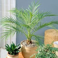 Cemeha seeds seeds for sale  Delivered anywhere in USA 