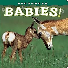 Pronghorn babies for sale  Delivered anywhere in USA 