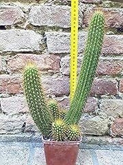 Trichocereus huascha ramificat usato  Spedito ovunque in Italia 