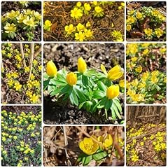 300 pcs winterlinge gebraucht kaufen  Wird an jeden Ort in Deutschland