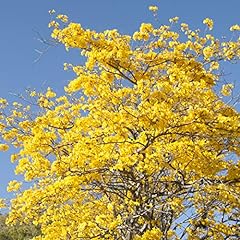 Seeds yellow tabebuia for sale  Delivered anywhere in USA 