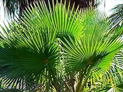 Washingtonia robusta palma usato  Spedito ovunque in Italia 