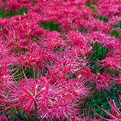 Stück blutblume lycoris gebraucht kaufen  Wird an jeden Ort in Deutschland