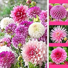 Dahlia pink blend for sale  Delivered anywhere in UK