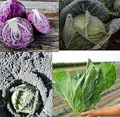 Mixed pack cabbage for sale  Delivered anywhere in UK