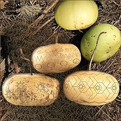 Tomorrowseeds corsican gourd for sale  Delivered anywhere in USA 
