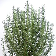Herb rosemary miss for sale  Delivered anywhere in UK