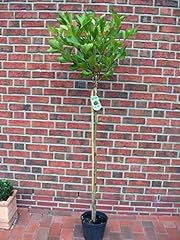 Platanus acerifolia alphens gebraucht kaufen  Wird an jeden Ort in Deutschland