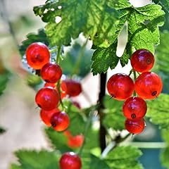 Red currant plant for sale  Delivered anywhere in USA 