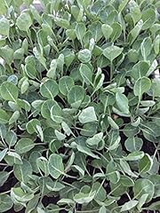 Rosenkohl pflanzen rosenkohlpf gebraucht kaufen  Wird an jeden Ort in Deutschland