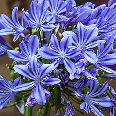 Agapanthus blue magical for sale  Delivered anywhere in Ireland
