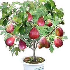 Delicious ficus carica for sale  Delivered anywhere in USA 
