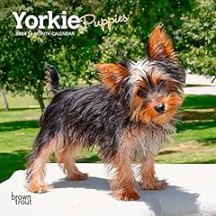 Yorkshire terrier puppies for sale  Delivered anywhere in USA 