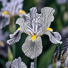 Iris bulbs long for sale  Delivered anywhere in USA 