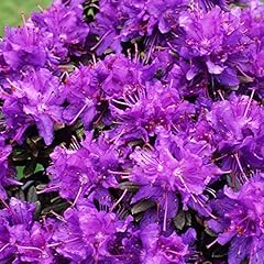 Rhododendron azurika dwarf for sale  Delivered anywhere in UK