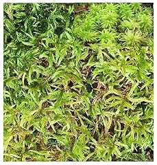 Moss 100 natural for sale  Delivered anywhere in UK