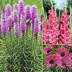 Mixed liatris spicata for sale  Delivered anywhere in UK
