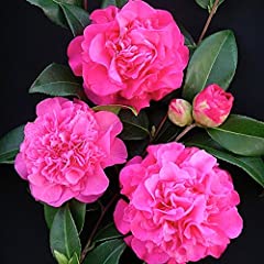 Camellia williamsii debbie for sale  Delivered anywhere in Ireland