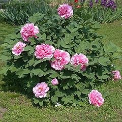 Tree peony seeds for sale  Delivered anywhere in USA 