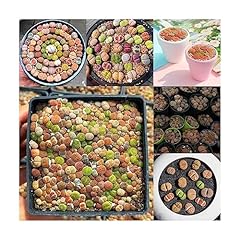 400 pcs lithops gebraucht kaufen  Wird an jeden Ort in Deutschland
