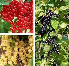 Mixed currant bush for sale  Delivered anywhere in USA 