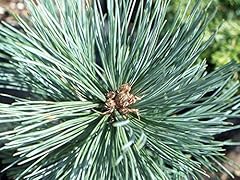 Semi pinus flexilis usato  Spedito ovunque in Italia 