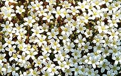 Saxifraga white 100 for sale  Delivered anywhere in Ireland