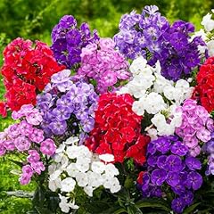 Phlox paniculata kollektion gebraucht kaufen  Wird an jeden Ort in Deutschland